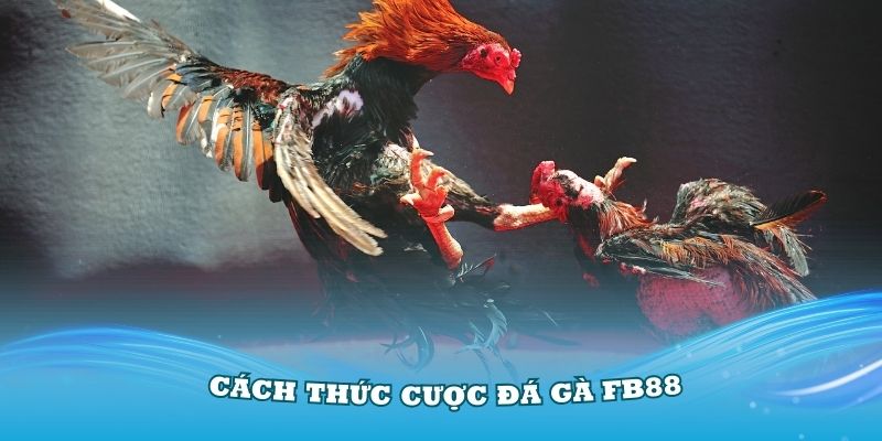 Tìm hiểu cách thức cược đá gà FB88 dễ dàng