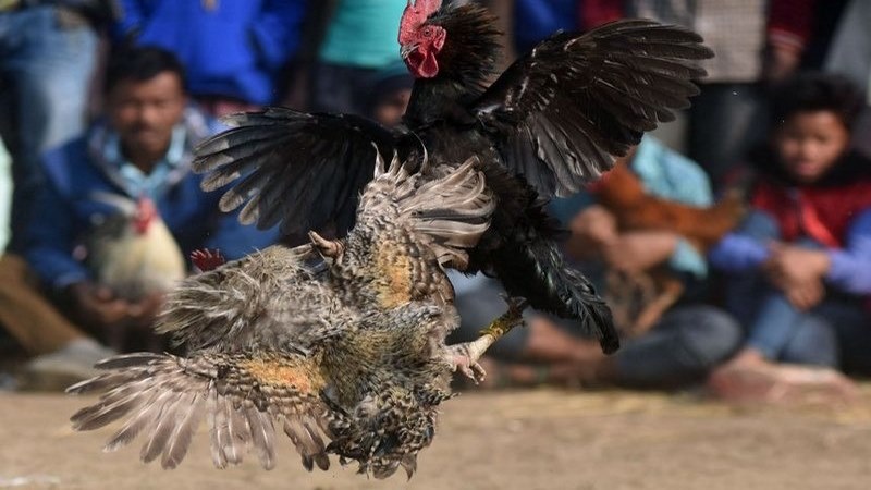 đá gà cựa dao