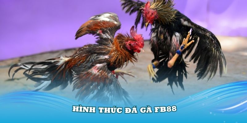 Tìm hiểu về các hình thức đá gà FB88 phổ biến